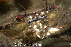Velvet Swinning Crab Farne Islands by Alan Fryer 